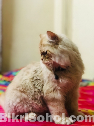 Persian cat